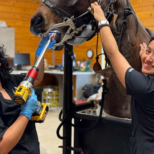 Equine dental and shockwave treatment